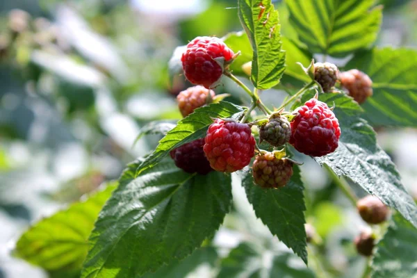 Himbeere auf dem Busch — Stockfoto