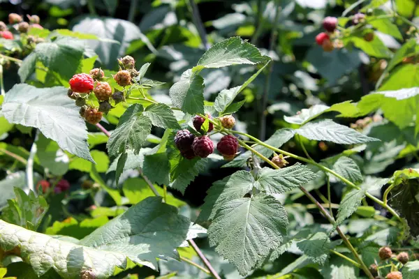 Himbeere auf dem Busch — Stockfoto