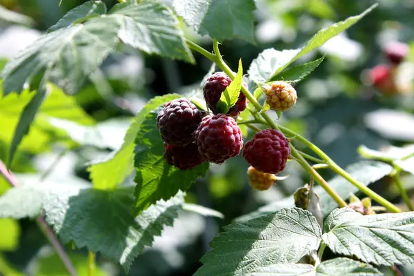 Himbeere auf dem Busch — Stockfoto