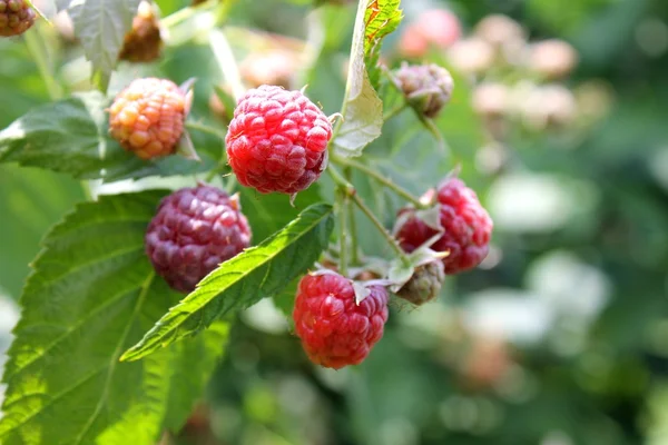 Raspberry di semak-semak — Stok Foto