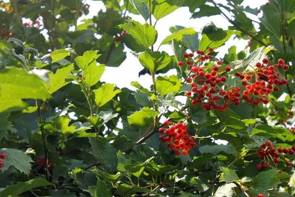 Viburnum μούρα — Φωτογραφία Αρχείου