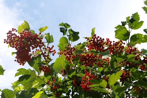 Viburnum μούρα — Φωτογραφία Αρχείου