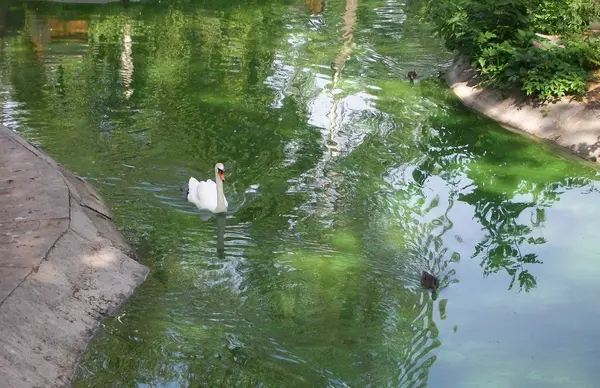 Cisne y patos en el estanque — Foto de Stock