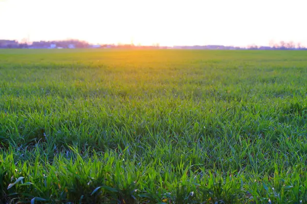 Solnedgången över den unga vetefält — Stockfoto
