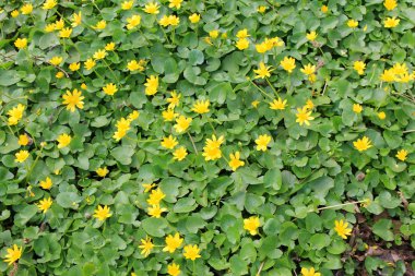 Sarı Düğünçiçekleri