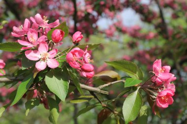 Pembe çiçek ağaç