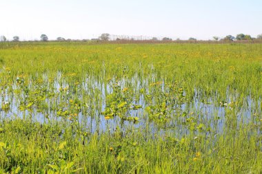 Çayır marsh marigolds ile ıslak. Bahar manzara 