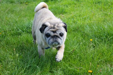 Pug köpek yeşil çimenlerin üzerinde 
