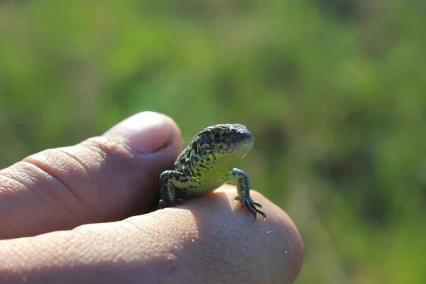 Lagarto en la mano — Foto de Stock