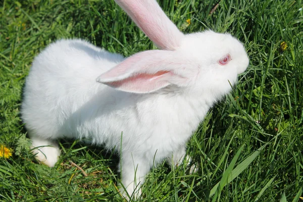 Lapin blanc dans l'herbe verte — Photo