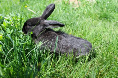 yeşil çim siyah tavşan 