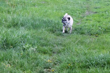 Pug köpek yeşil çimenlerin üzerinde 