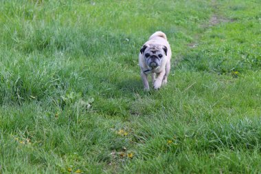Pug köpek yeşil çimenlerin üzerinde 
