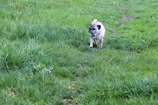 Pug dog en hierba verde — Foto de Stock