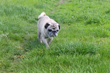 Pug köpek yeşil çimenlerin üzerinde 