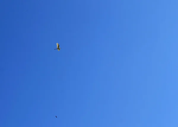 Egret no céu — Fotografia de Stock