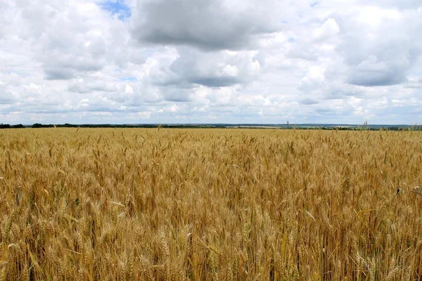Uši z pšenice — Stock fotografie