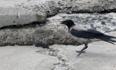 Vahşi bir Saksağan 