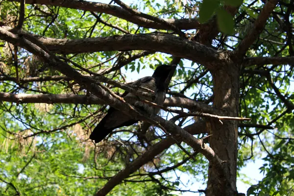 木の上のカササギ — ストック写真