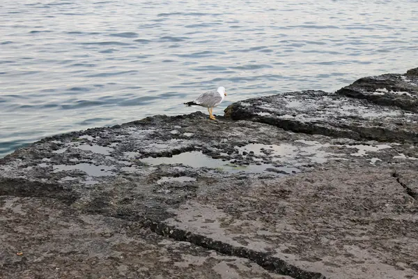 Möwe schaut auf See — Stockfoto