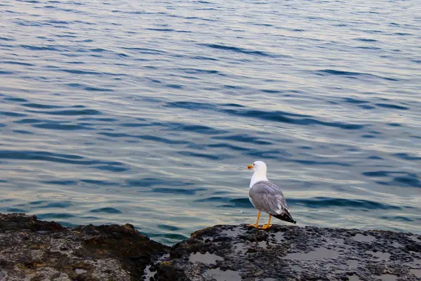 Möwe schaut auf See — Stockfoto