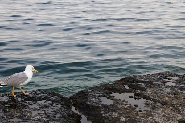 Möwe schaut auf See — Stockfoto