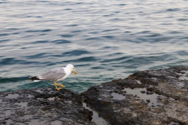 Gaviota mirando al mar — Foto de Stock