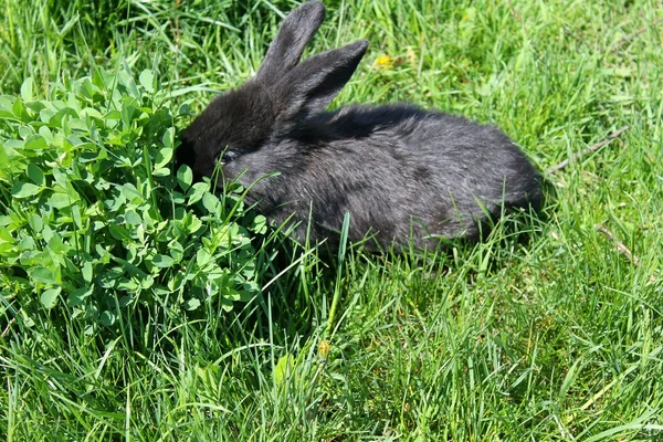 Yeşil çim siyah tavşan — Stok fotoğraf