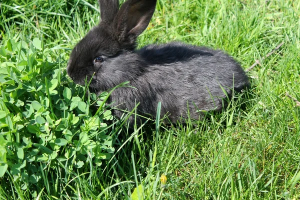 Black rabbit in green grass — Stock Photo, Image