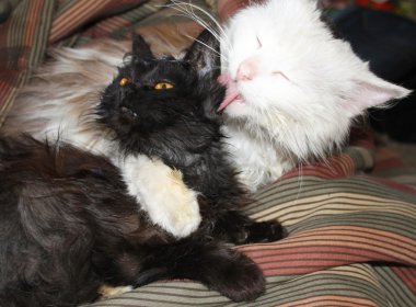 Kedi konulmadan yavru kedi