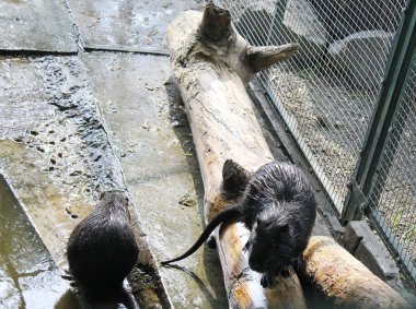 Coypu (Myocastor coypus) veya nutria