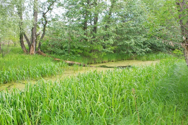 Μικρό ποτάμι με duckweed και τα καλάμια — Φωτογραφία Αρχείου