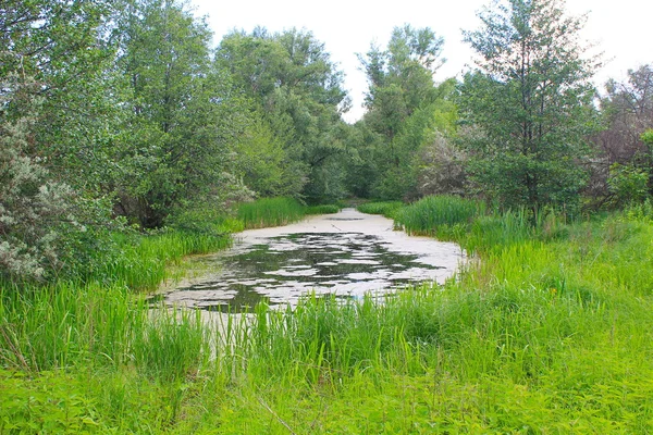 Small river with duckweed and reeds — Stock Photo, Image