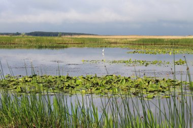 Nehir üzerinde duran beyaz ak balıkçıl 