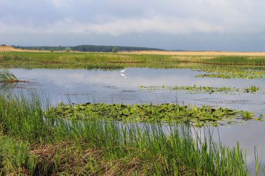 Nehir üzerinde duran beyaz ak balıkçıl 