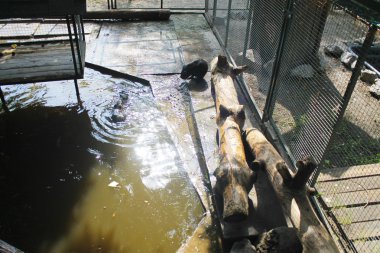 Coypu (Myocastor coypus) veya nutria