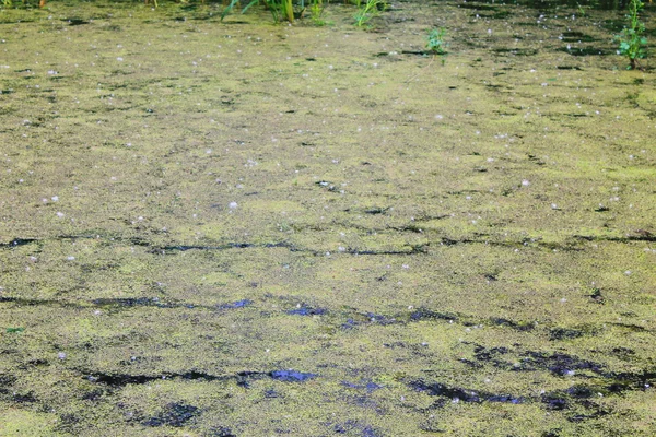 Sumpf mit Wasserlinsen — Stockfoto