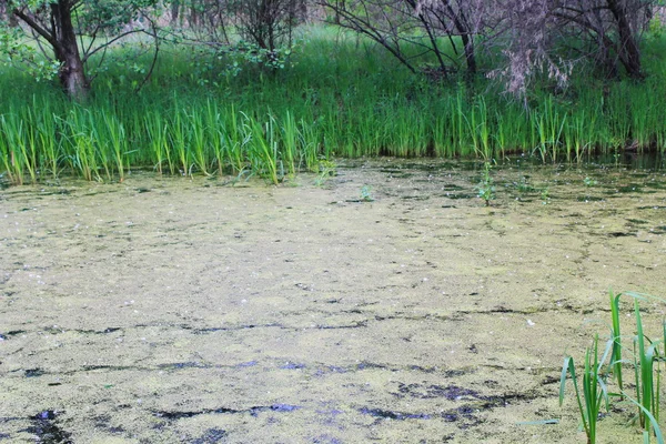 Swamp with duckweed — Stock Photo, Image