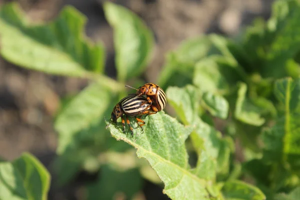 Scarabeo del Colorado (Leptinotarsa decemlineata) — Foto Stock