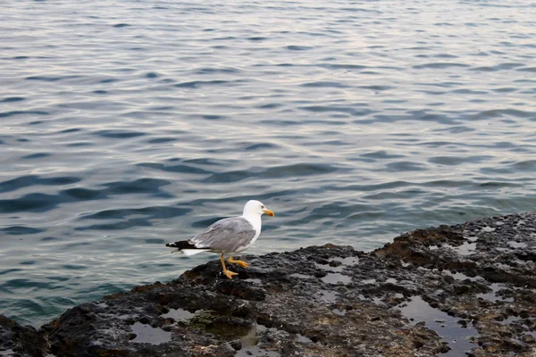 Möwe schaut auf See — Stockfoto