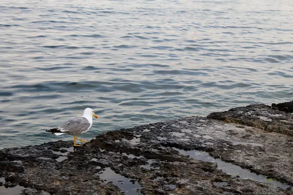 Gaviota mirando al mar — Foto de Stock