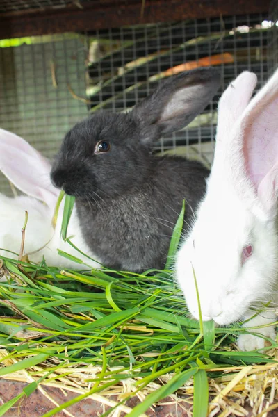 Les lapins mangent de l'herbe verte en cage — Photo