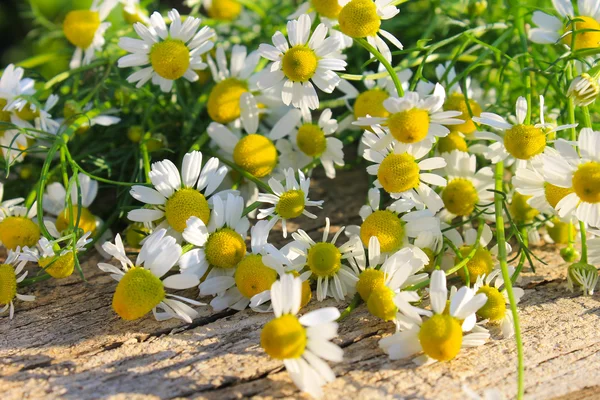 Λουλούδια χαμομηλιού σε φόντο ξύλινη — Φωτογραφία Αρχείου