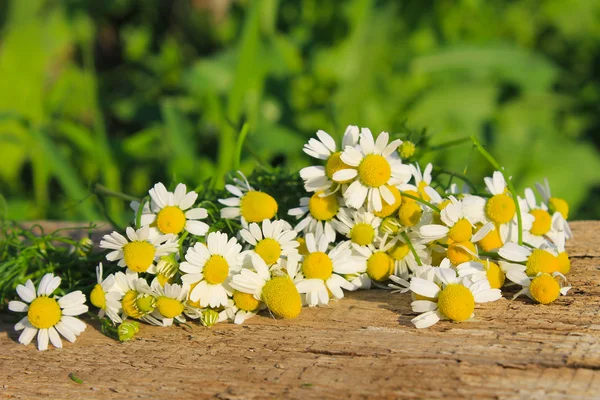 Kamillenblüten auf Holzgrund — Stockfoto