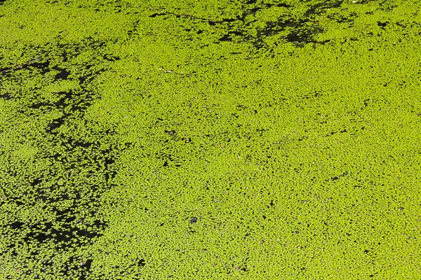 Grüner Wasserlinsenhintergrund — Stockfoto