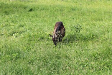 Mera üzerinde küçük keçi 