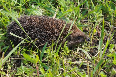 Yeşil çimlerde kirpi