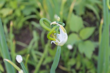 Ağaç soğan (Allium proliferum ) 