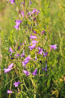 Çayır üzerinde mor çan çiçeği 
