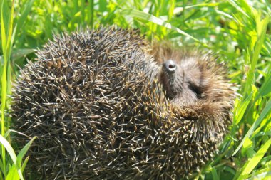 Yeşil çimlerde kirpi 